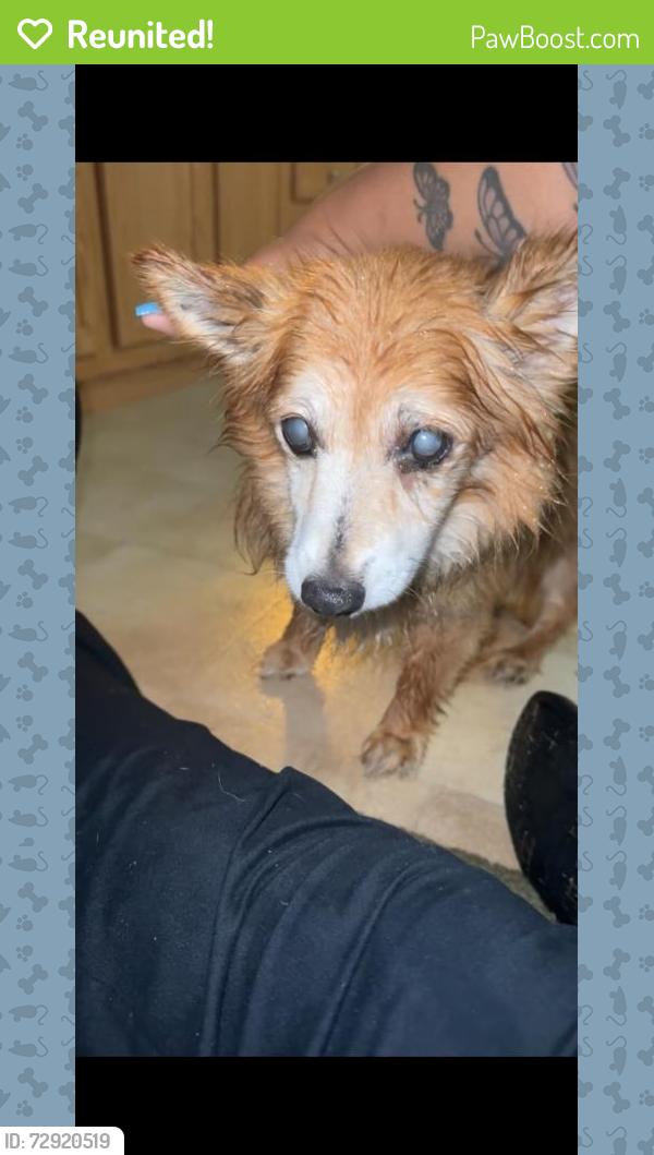 Reunited Male Dog last seen Near Cornelius Rd, Mooresville, NC 28117, USA, Mooresville, NC 28117