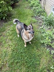Reunited Female Dog last seen Near 1/2 John R, Troy, MI 48085