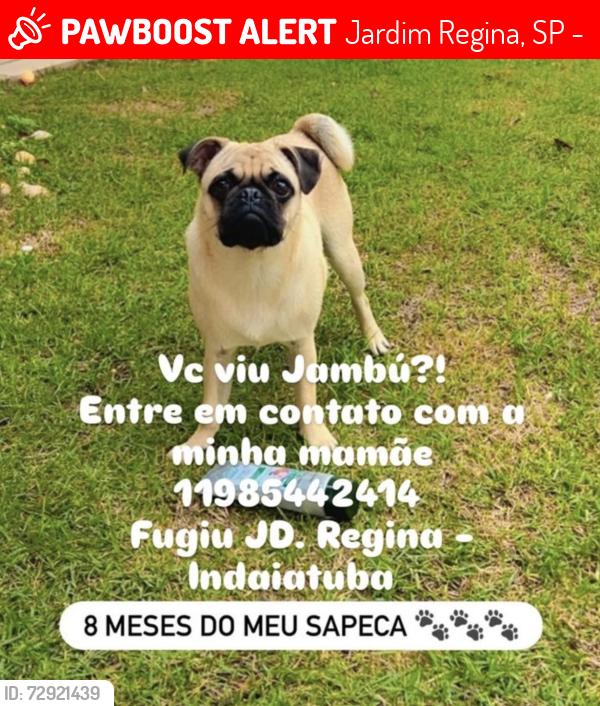 Lost Male Dog last seen Rua Hermínio Steffen 368, Jardim Regina, SP 13348-883