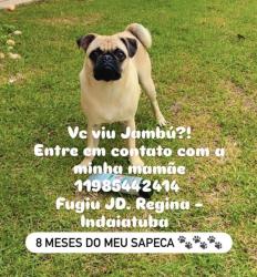 Lost Male Dog last seen Rua Hermínio Steffen 368, Jardim Regina, SP 13348-883