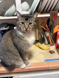 Lost Male Cat last seen Scared heart church , Fresno, CA 93703