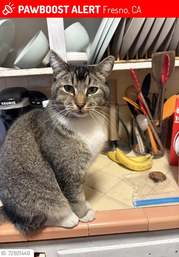 Lost Male Cat last seen Scared heart church , Fresno, CA 93703