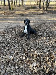 Reunited Male Dog last seen County road 700, cleburne, Cleburne, TX 76031