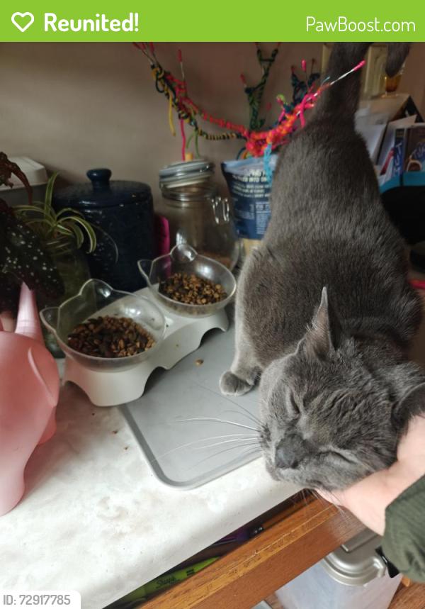 Reunited Female Cat last seen Chestnut , Seven Hills, OH 44131