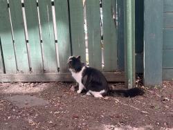 Found/Stray Unknown Cat last seen Queen Mary Community League, Edmonton, AB T5H 3N4