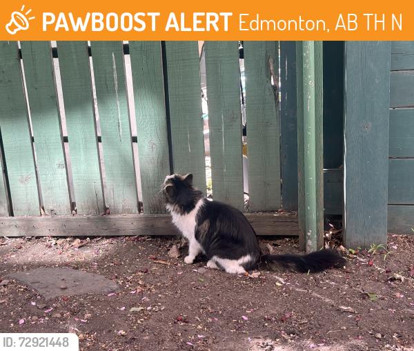 Found/Stray Unknown Cat last seen Queen Mary Community League, Edmonton, AB T5H 3N4