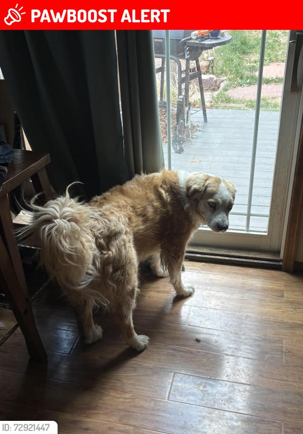 Lost Male Dog last seen Garden of the gods niriobia trail, Colorado Springs, CO 80829