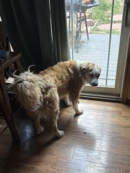 Lost Male Dog last seen Garden of the gods niriobia trail, Colorado Springs, CO 80829