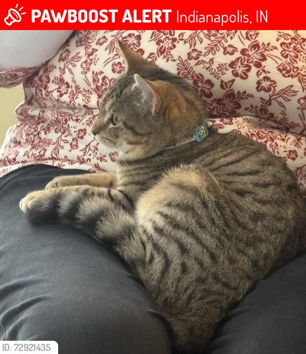 Lost Female Cat last seen Lake Haven Retreat (RV Campground), Indianapolis, IN 46217