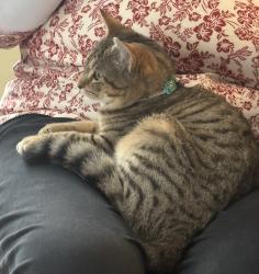 Lost Female Cat last seen Lake Haven Retreat (RV Campground), Indianapolis, IN 46217