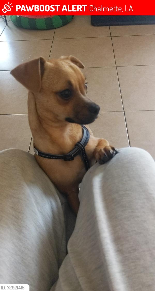 Lost Male Dog last seen Gladiators & Jupiter, Chalmette, LA 70043