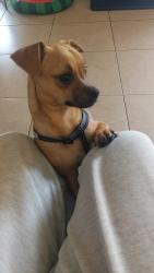 Lost Male Dog last seen Gladiators & Jupiter, Chalmette, LA 70043
