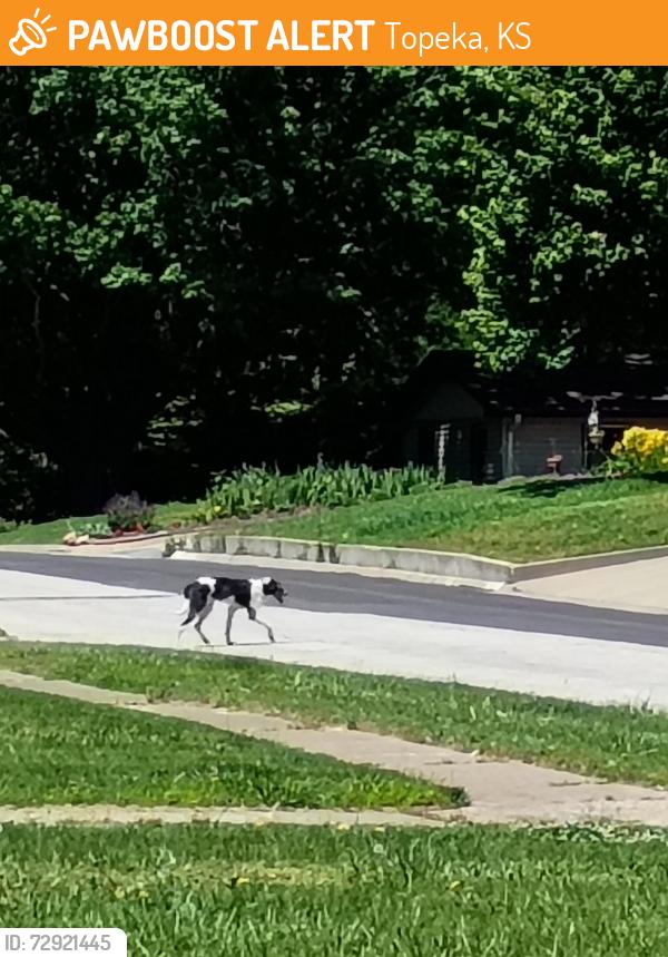 Found/Stray Unknown Dog last seen Brooklyn Ave and College ave, Topeka, KS 66611