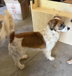 Reunited Male Dog last seen MacArthur and 150th , Edmond, OK 73013