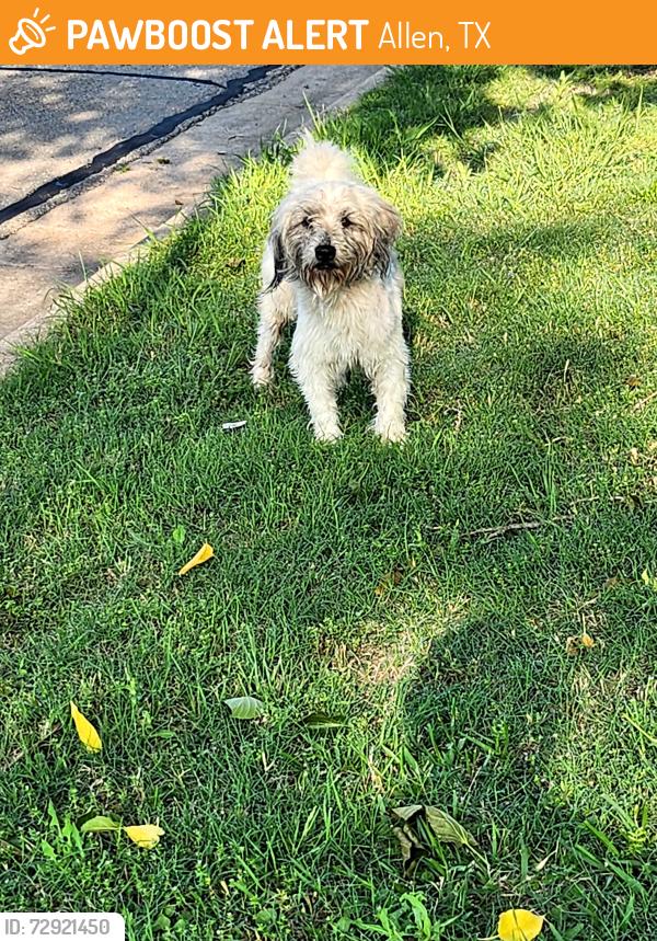 Found/Stray Male Dog last seen Roaring Springs Dr, Allen, TX 75002