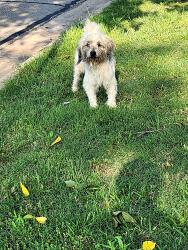Found/Stray Male Dog last seen Roaring Springs Dr, Allen, TX 75002