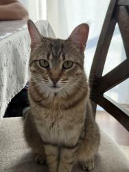 Reunited Female Cat last seen 48th St by QuickMart, Dundalk, MD 21222