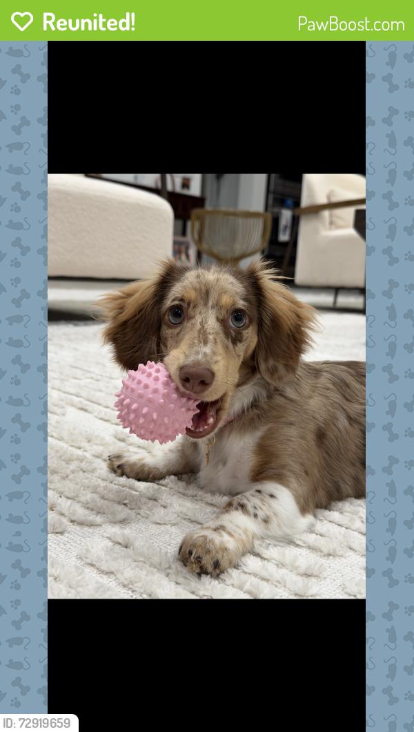Reunited Female Dog last seen Sommers bend community , Temecula, CA 92591