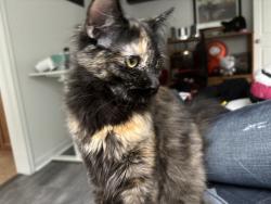 Lost Female Cat last seen Copper Cove Dr, Houston, TX 77095