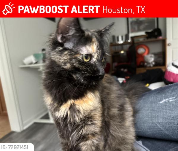 Lost Female Cat last seen Copper Cove Dr, Houston, TX 77095