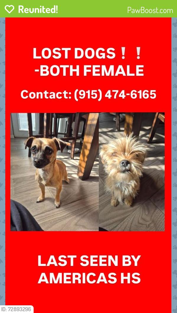 Reunited Female Dog last seen Ponca Way , El Paso, TX 79907