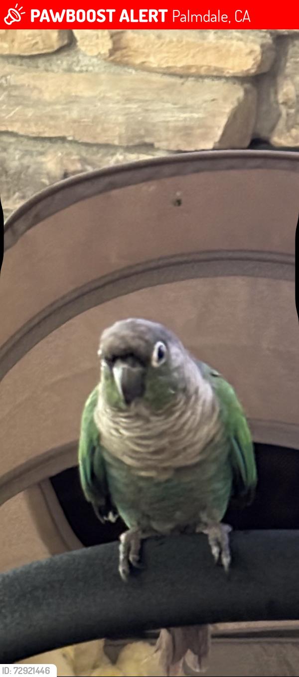 Lost Unknown Bird last seen Palmdale Blvd , Palmdale, CA 93550