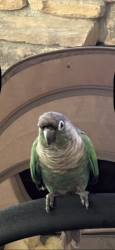 Lost Unknown Bird last seen Palmdale Blvd , Palmdale, CA 93550