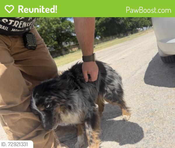 Reunited Unknown Dog last seen Near W CR-130, Midland, TX 79706, USA, Midland, TX 79706