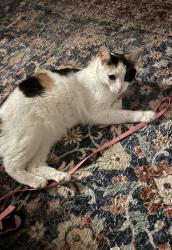 Reunited Female Cat last seen I live near st Alban square park / on Albany ave street, Toronto, ON M5R