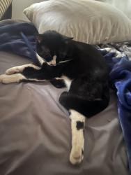 Reunited Male Cat last seen Near Meadow Wood Ave, Lakewood, CA 90712, USA, Lakewood, CA 90712