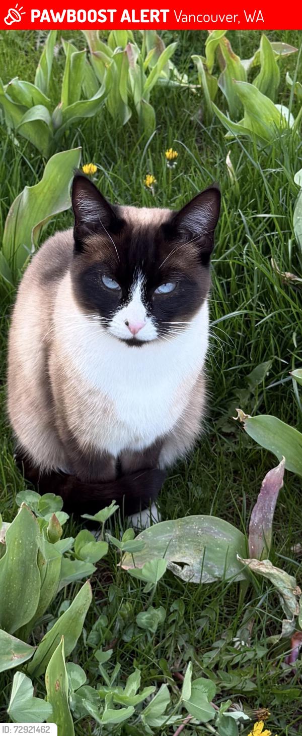 Lost Female Cat last seen Ne 101st , Vancouver, WA 98686