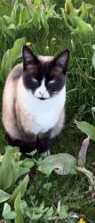 Lost Female Cat last seen Ne 101st , Vancouver, WA 98686