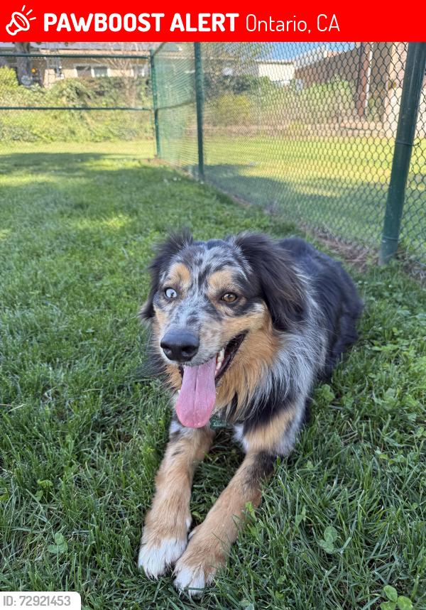 Lost Male Dog last seen 4th street, campus, and Euclid, Ontario, CA 91764