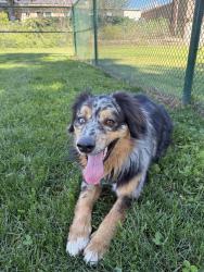 Lost Male Dog last seen 4th street, campus, and Euclid, Ontario, CA 91764