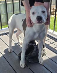 Reunited Unknown Dog last seen Ponderosa St & 135th St, Wichita, KS 67235