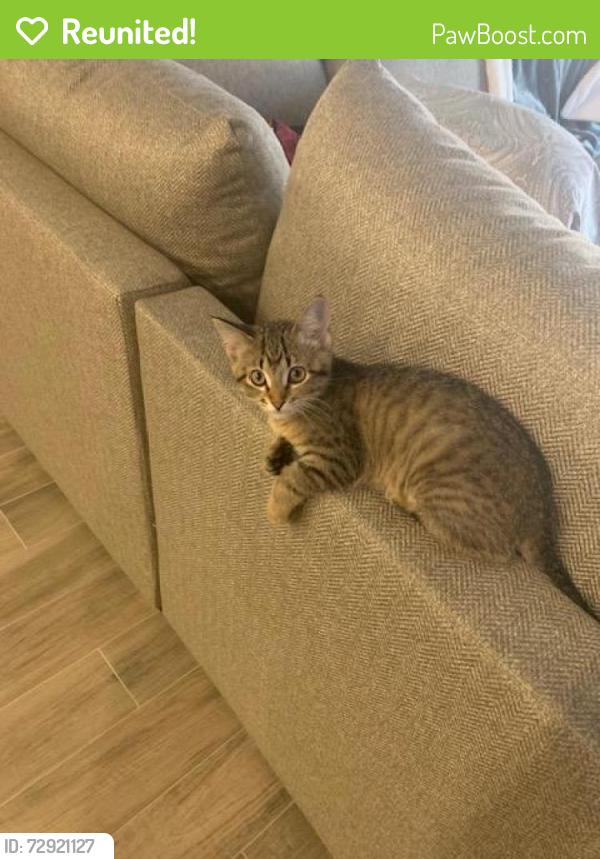 Reunited Female Cat last seen Chasing a Rabbit down rusty Spur, Krum, TX 76249