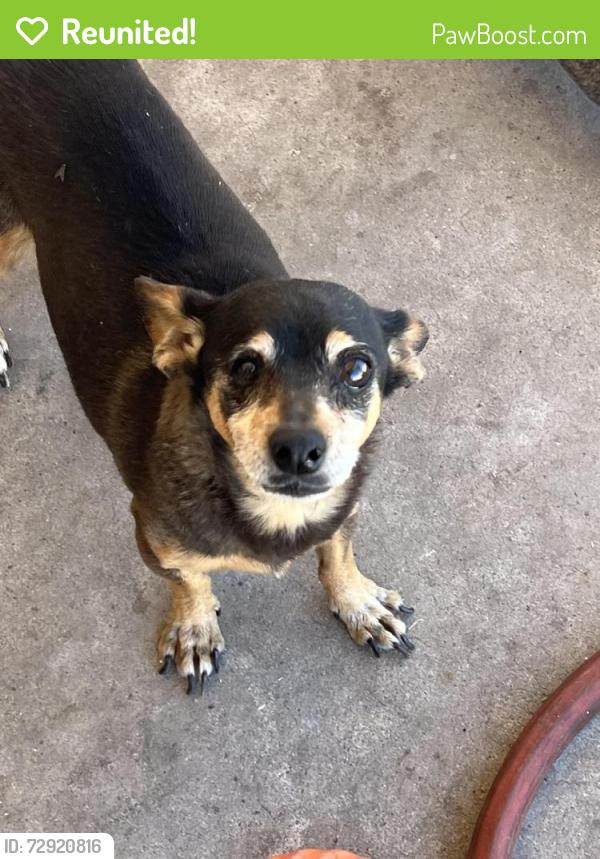 Reunited Female Dog last seen Near w Lawrence rd, Phoenix, AZ 85019