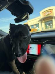 Found/Stray Female Dog last seen Loop 1604 @ Roddy Rd, San Antonio, TX 78263
