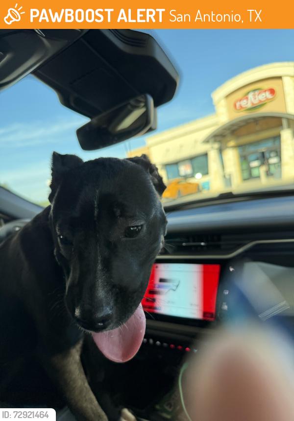 Found/Stray Female Dog last seen Loop 1604 @ Roddy Rd, San Antonio, TX 78263