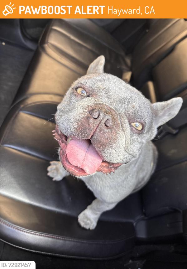Found/Stray Male Dog last seen Fire wings, Hayward, CA 94544