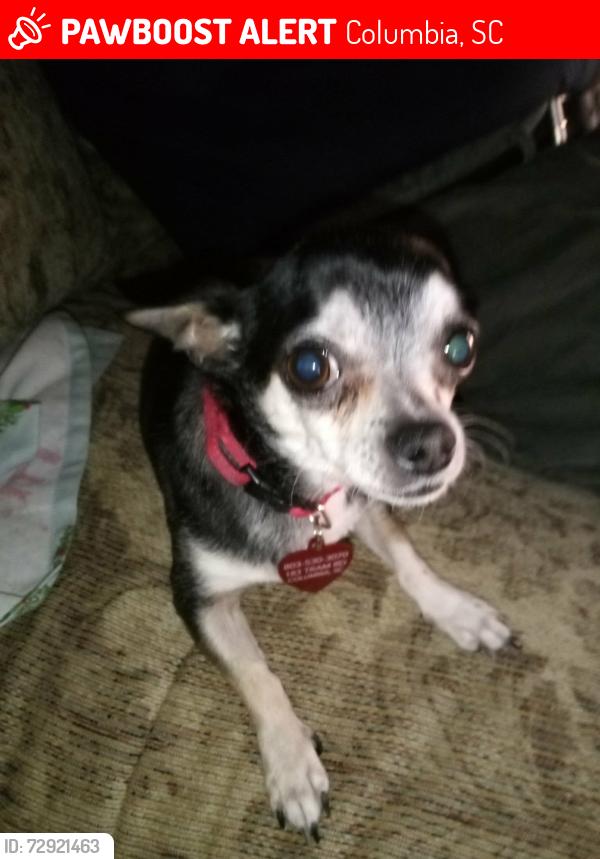 Lost Female Dog last seen Tram and Sandhurst Rd, Columbia, SC 29210