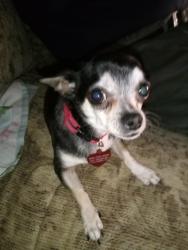 Lost Female Dog last seen Tram and Sandhurst Rd, Columbia, SC 29210