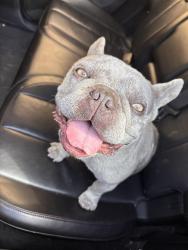 Found/Stray Male Dog last seen Fire wings, Hayward, CA 94544