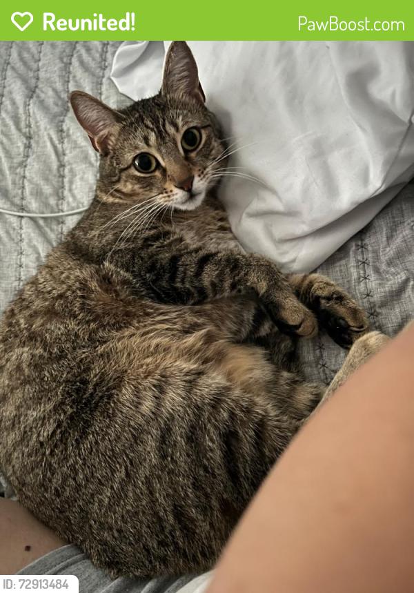 Reunited Female Cat last seen state road 6 and miramar pkwy, Miramar, FL 33023