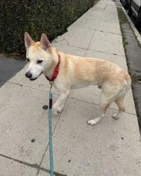 Reunited Male Dog last seen Colton and Toluca , Los Angeles, CA 90026