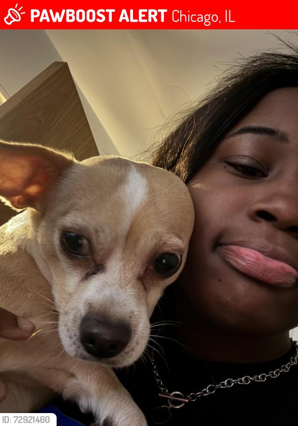 Lost Male Dog last seen Near s Dearborn street, Chicago, IL 60616