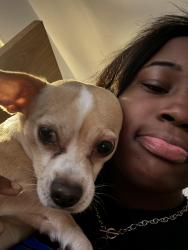 Lost Male Dog last seen Near s Dearborn street, Chicago, IL 60616