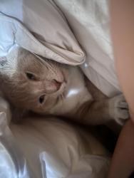 Reunited Male Cat last seen Near Meadow Wood Ave, Lakewood, CA 90712, USA, Lakewood, CA 90712