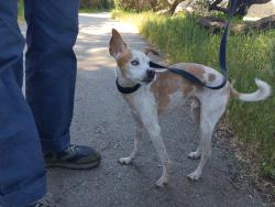 Reunited Male Dog last seen Polo field Golden gate park, San Francisco, CA 94121