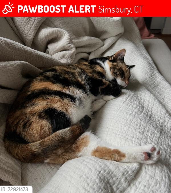 Lost Female Cat last seen Crestwood Drive, Simsbury, CT 06070